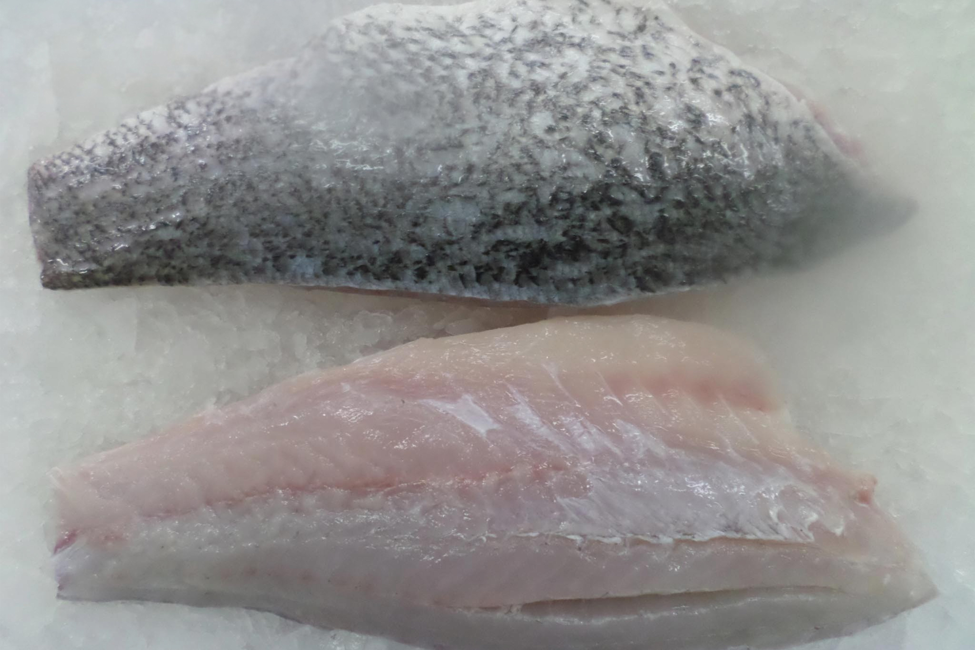 Frozen Barramundi fillet skin on, boneless, CO treated