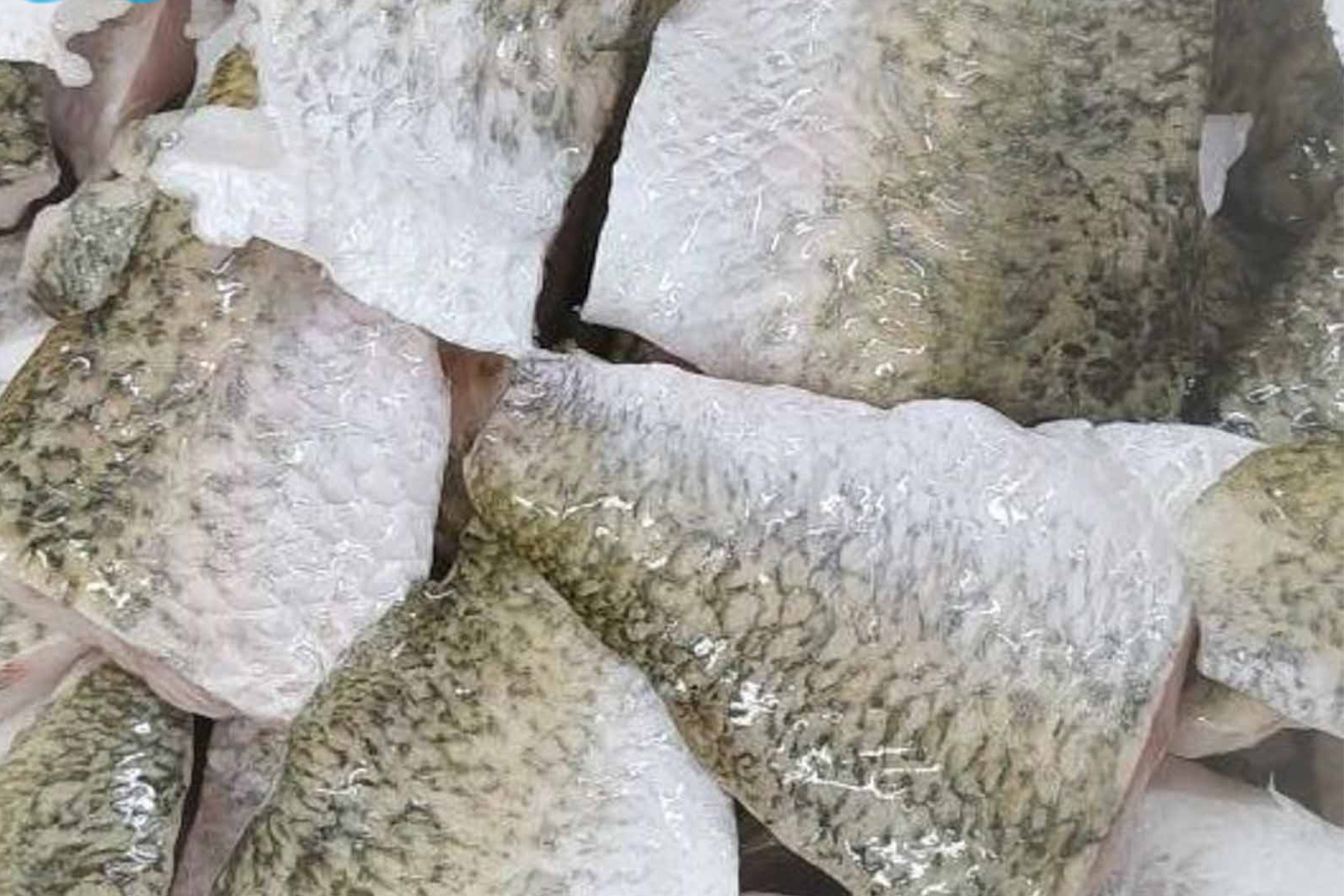 Frozen Barramundi portion skin on, boneless, CO treated