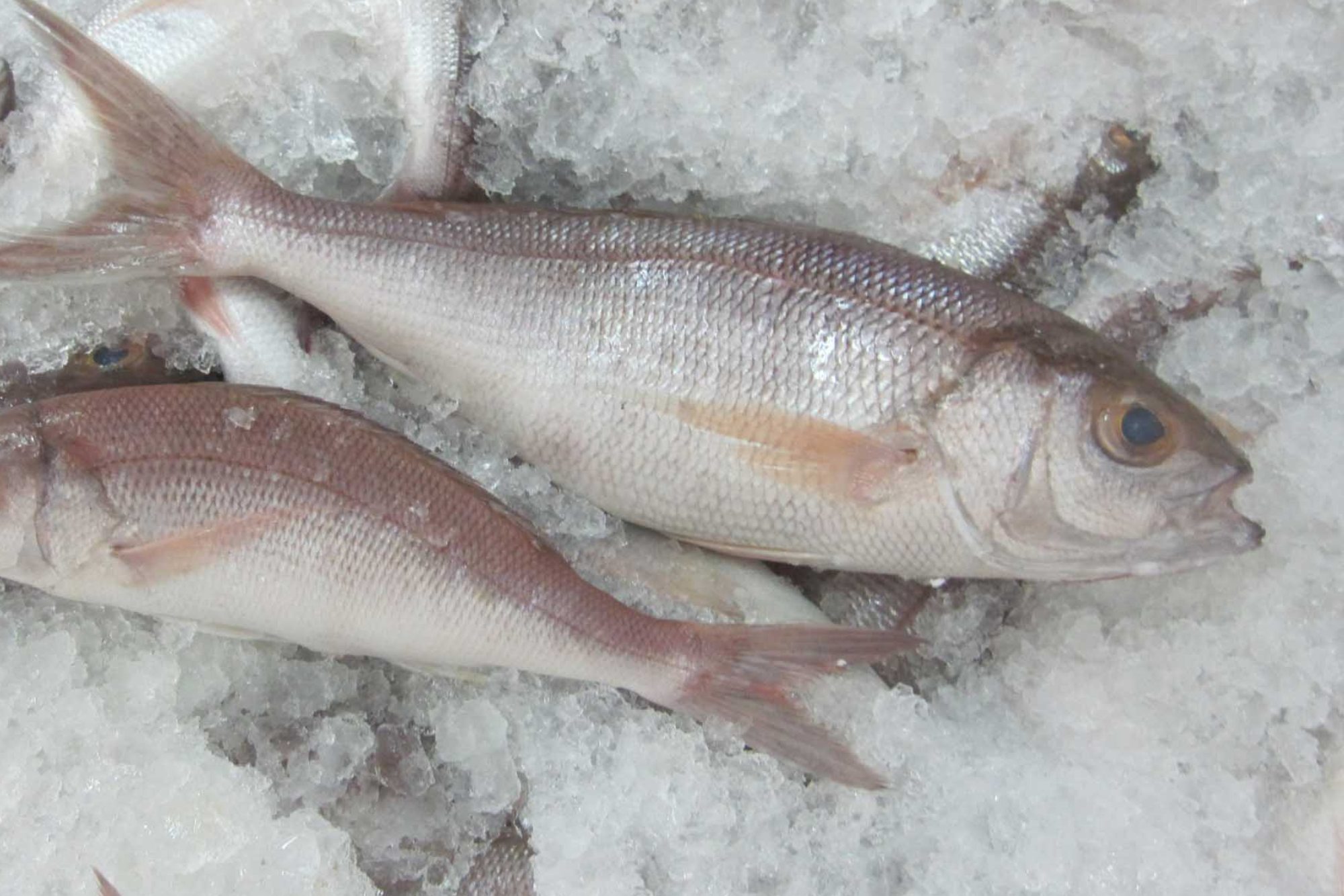 Frozen Snapper whole fish/whole cleaned