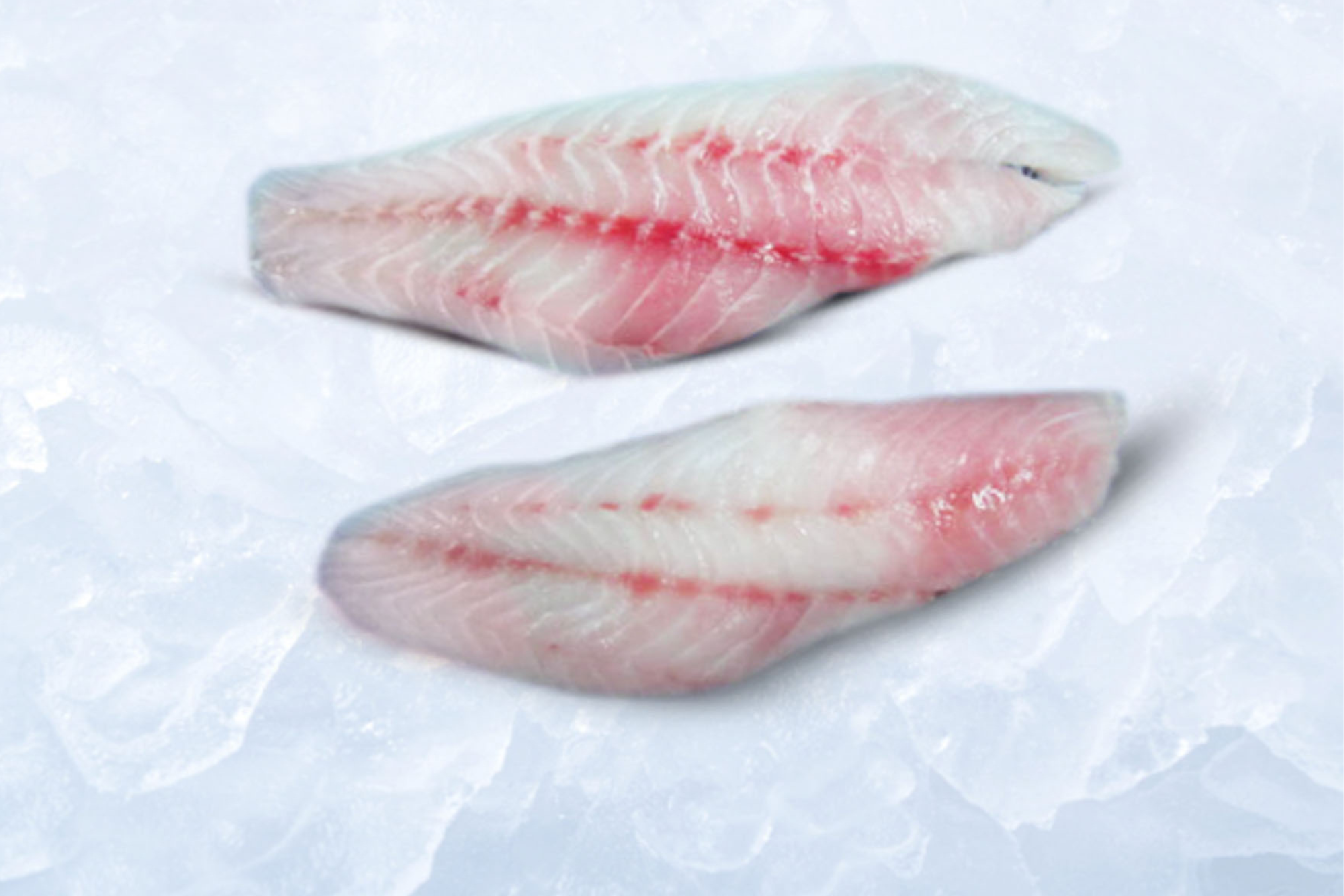 Frozen Grouper fillet skinless, boneless, CO treated