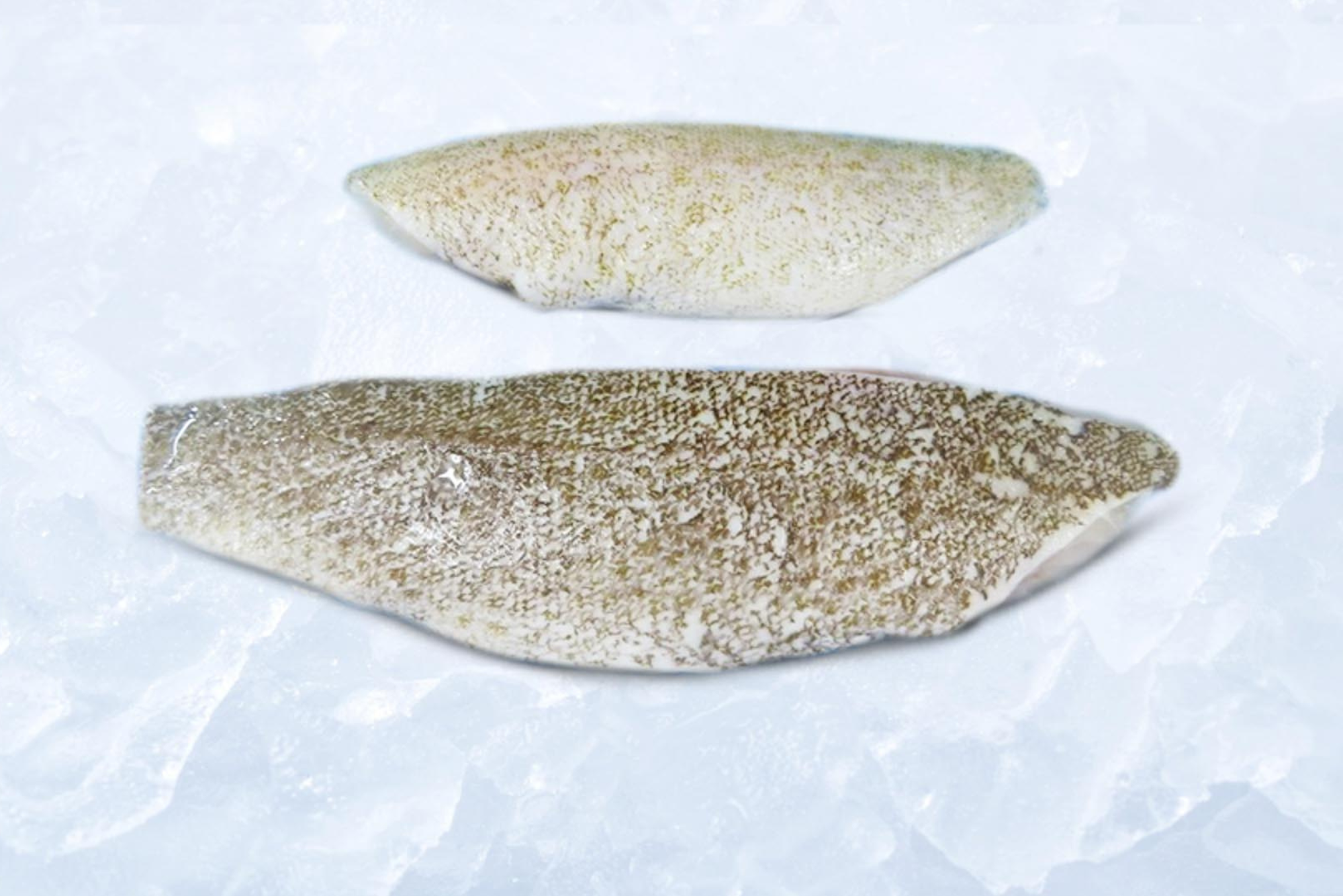 Frozen Grouper fillet skin on, boneless