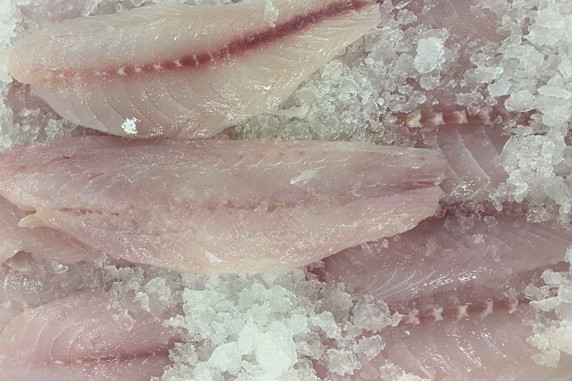 Frozen Snapper fillet skinless, boneless