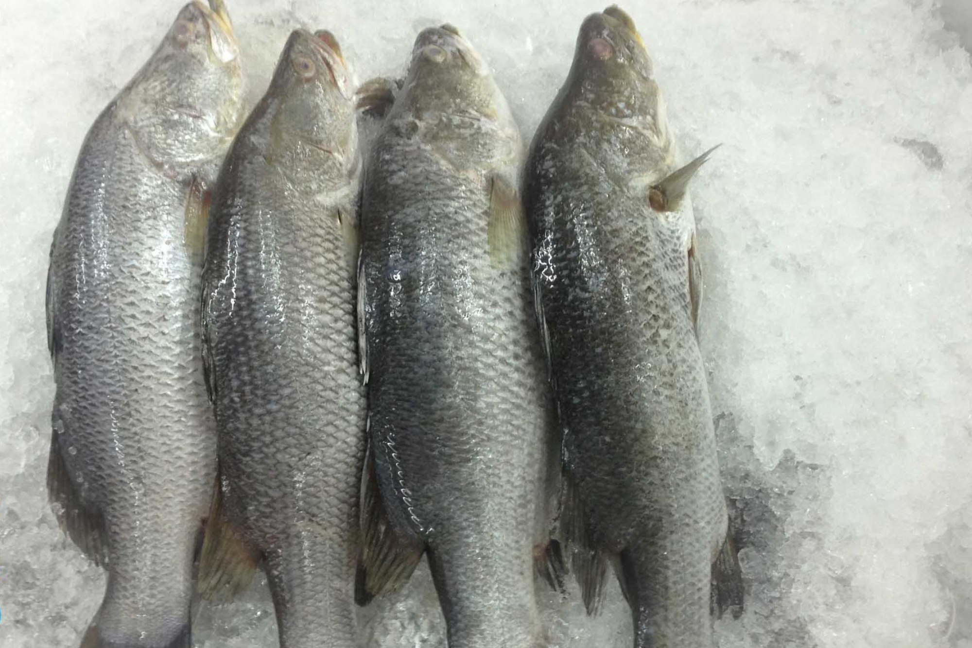 Frozen Barramundi whole gutted, gilled, scaled