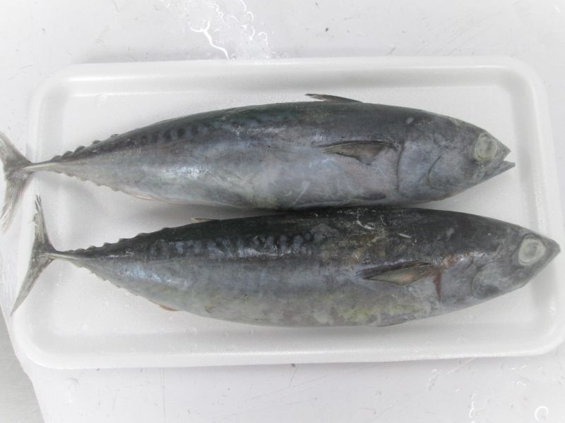 Frozen bonito whole fish