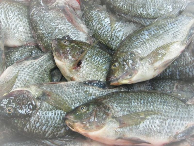 Frozen Black Tilapia whole round/whole cleaned