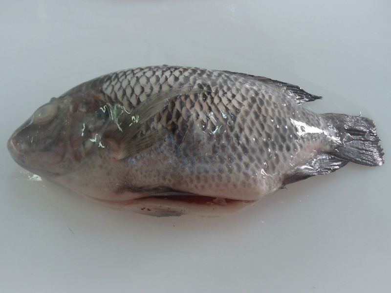 Frozen Black Tilapia HGT 