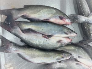 Frozen Channel Catfish fillet, skinless, boneless, white/light pink meat