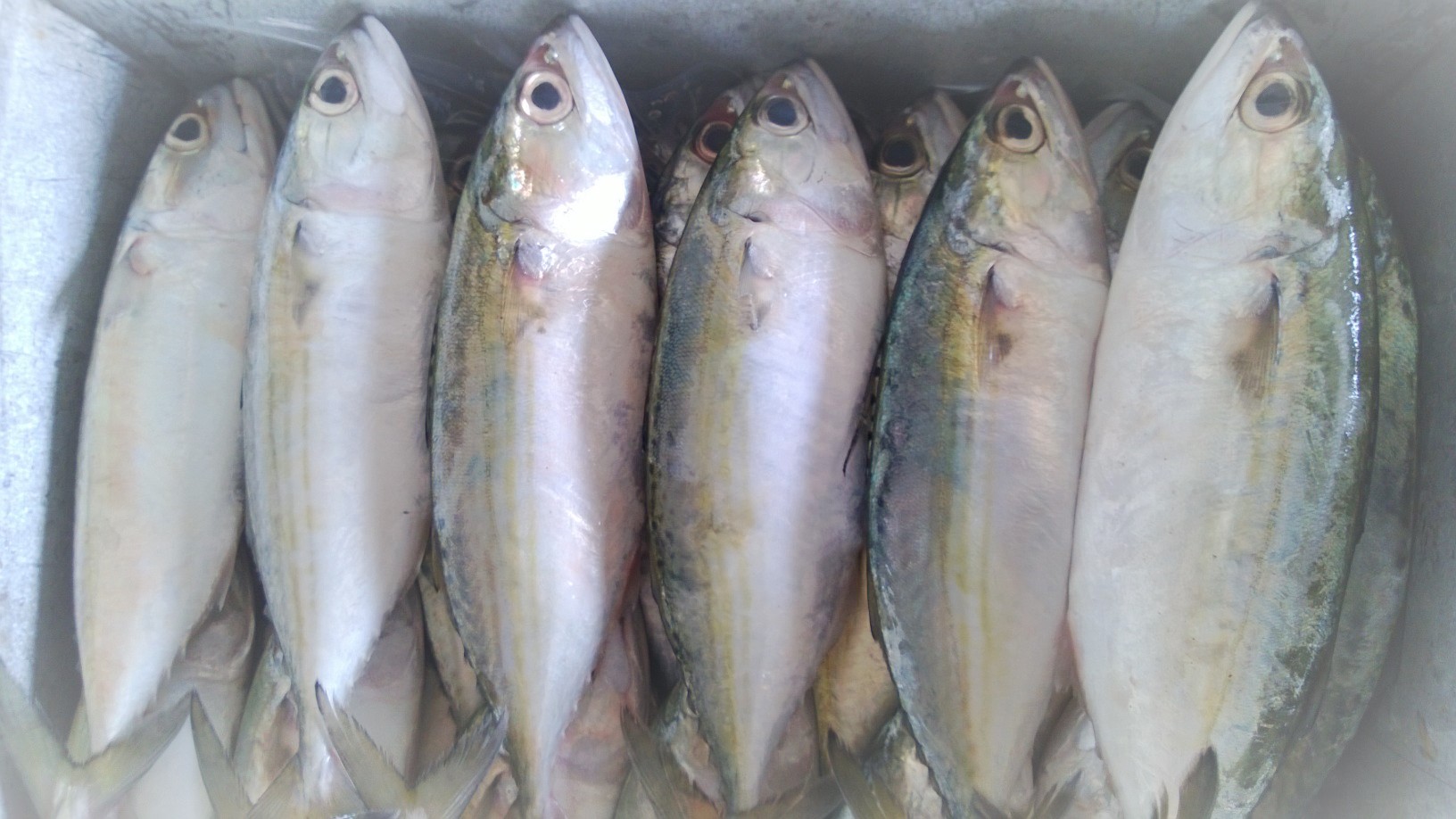Frozen Indian Mackerel whole round
