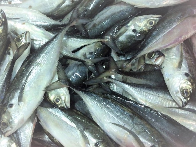 Frozen Jack Mackerel/Horse Mackerel whole round