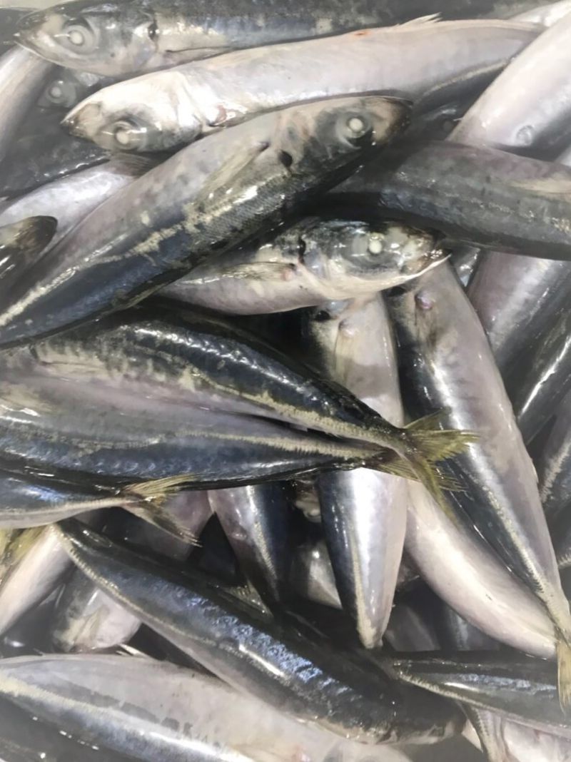 Frozen Layang scad whole fish