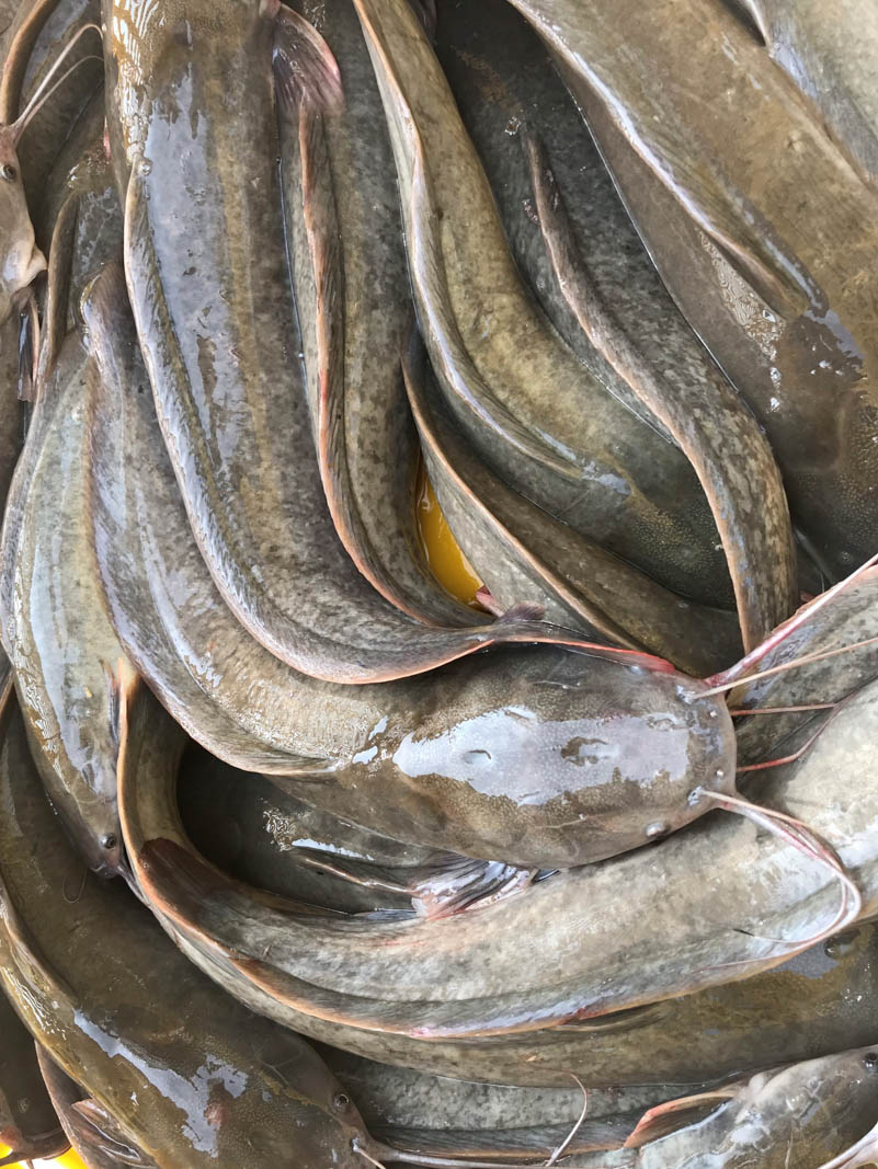 Frozen Broadhead fish whole round/whole cleaned