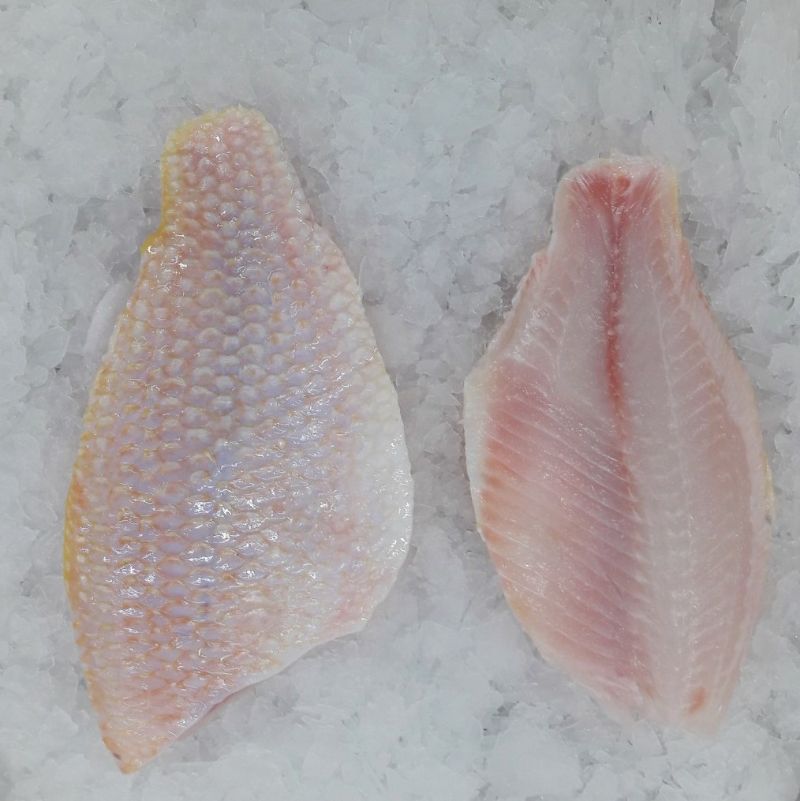 Frozen Red Tilapia fillet skin on, boneless