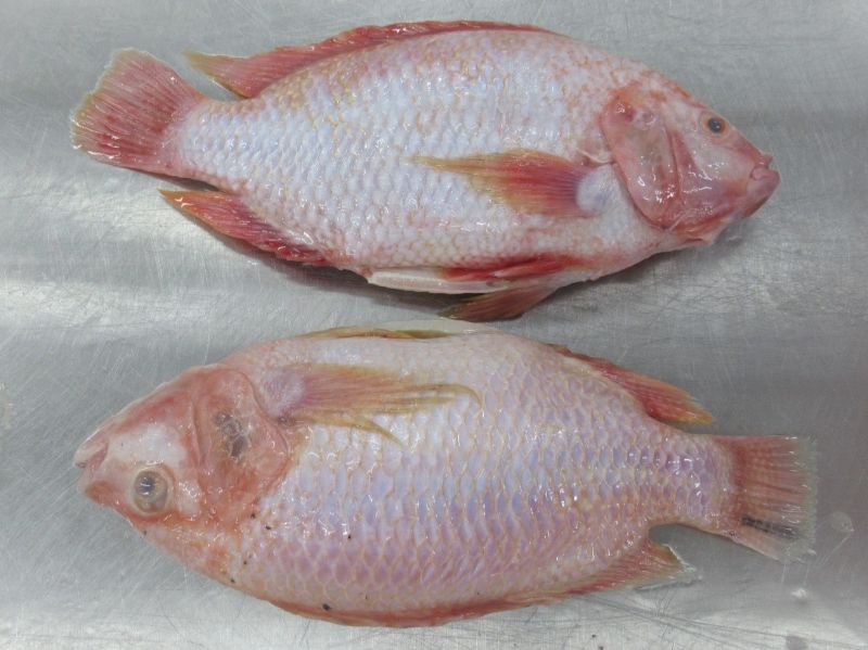 Frozen Red Tilapia whole round/whole cleaned
