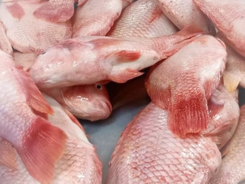 Frozen Red Tilapia whole round/whole cleaned, CO treated
