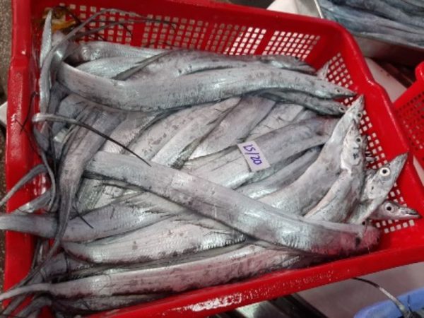 Frozen Ribbon fish for bait
