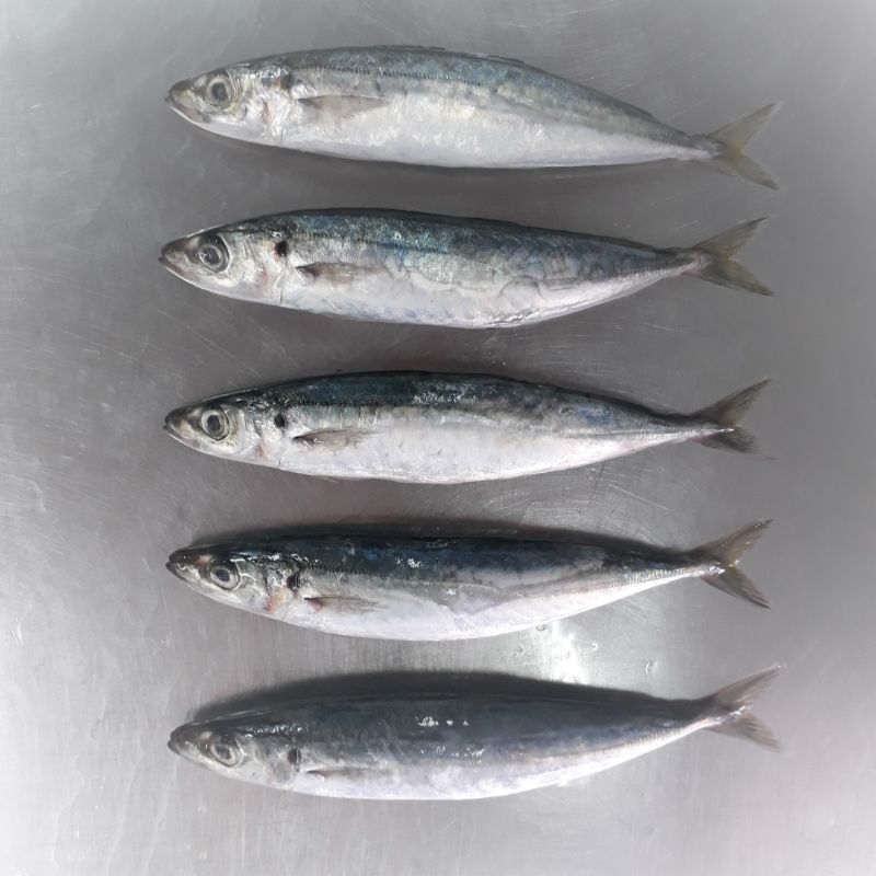 Frozen Round scad whole fish