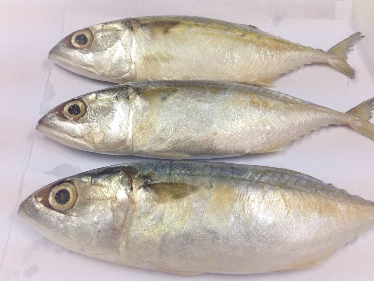 Frozen Spanish Mackerel steak, headless, with tail part