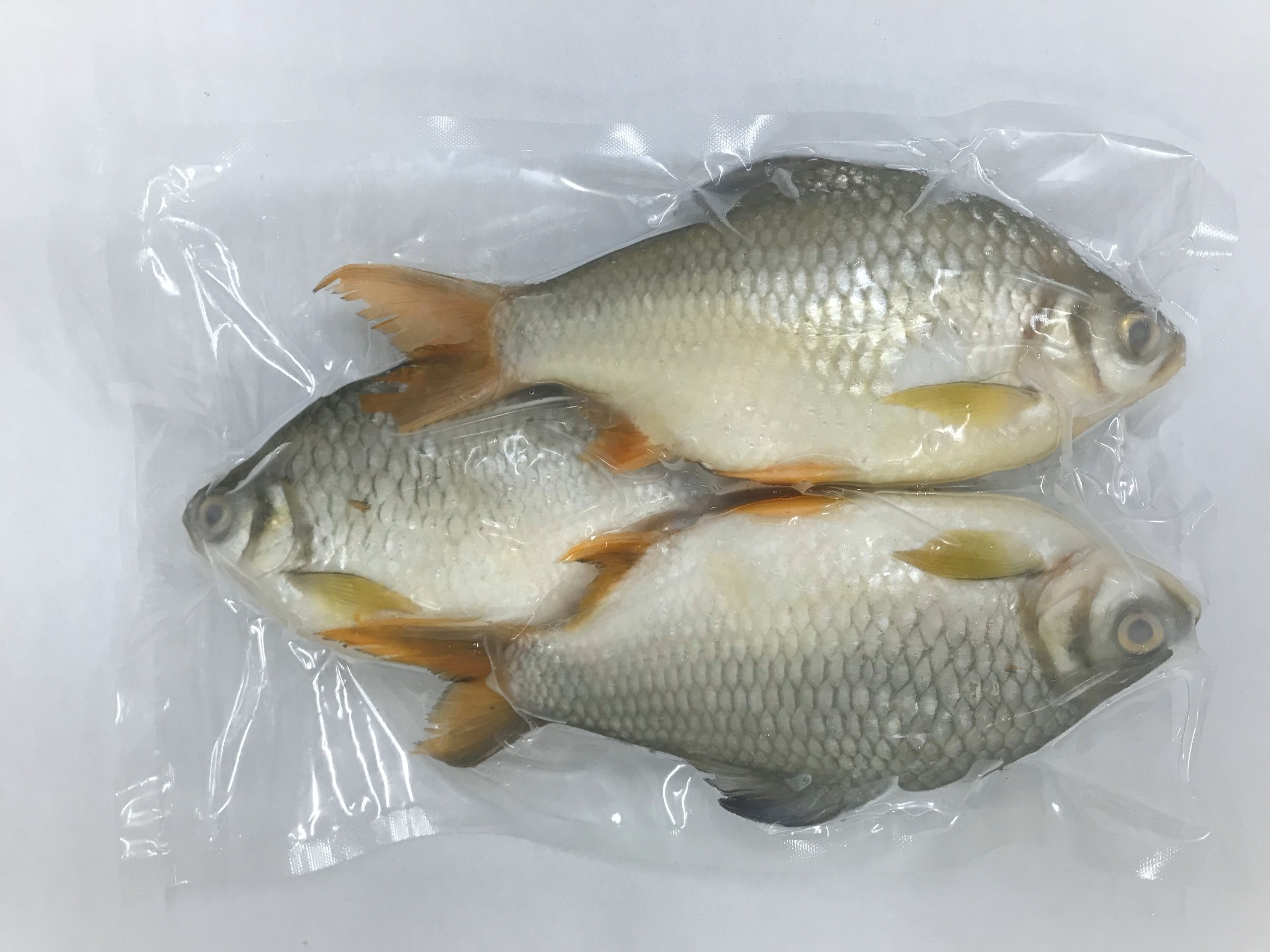 Frozen Tinfoil Barb whole fish