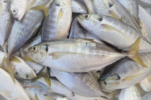 Frozen Yellowtail scad whole fish