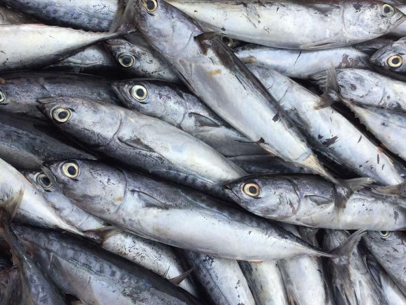 Frozen baby bonito whole fish